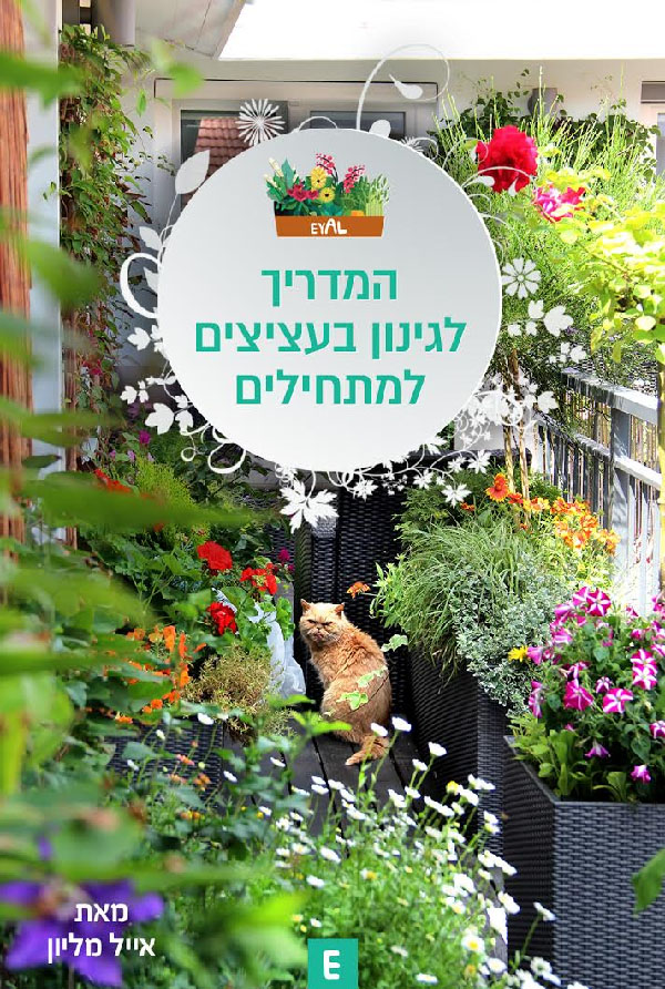 גינון בעציצים למתחילים